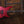 ESP E-II M-I Deep Candy Apple Red Satin