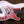 Dingwall SP1 5-String Matte Ducati Pearl White